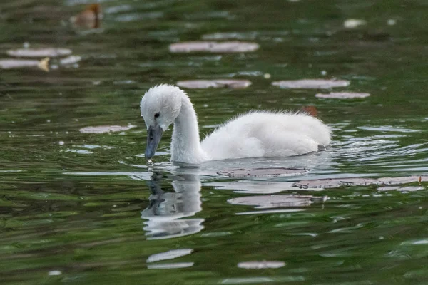 Genç cygnet Huron nehri boyunca yüzüyor - Michigan