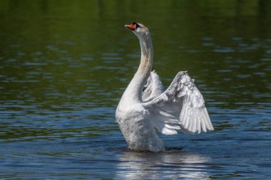 Yetişkin erkek, Huron Nehri 'nde kanat gösteren dilsiz kuğu.