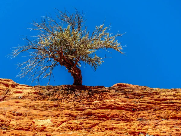 Zion Ulusal Parkı 'nda kumtaşında büyüyen ağaç Utah - ABD