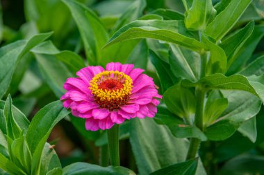 Parlak pembe zinnia çiçeğinin yakın çekimi - Michigan - ABD