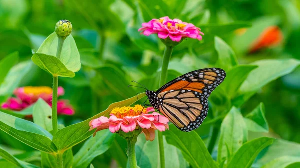 Close Van Een Monarchvlinder Bestuiven Een Fel Roze Zinnia Bloem Rechtenvrije Stockafbeeldingen