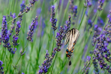 Kanadalı bir kaplan kırlangıç kelebeğinin lavanta çiçeğini döllemesi - Michigan