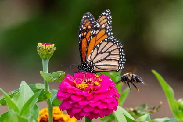 Closeup Monarch Butterfly Pollinating Bright Pink Zinnia Flower Michigan — Stock Photo, Image