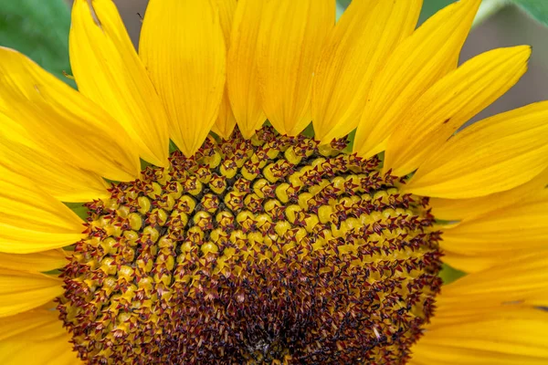 Nahaufnahme Einer Sonnenblume Michigan — Stockfoto