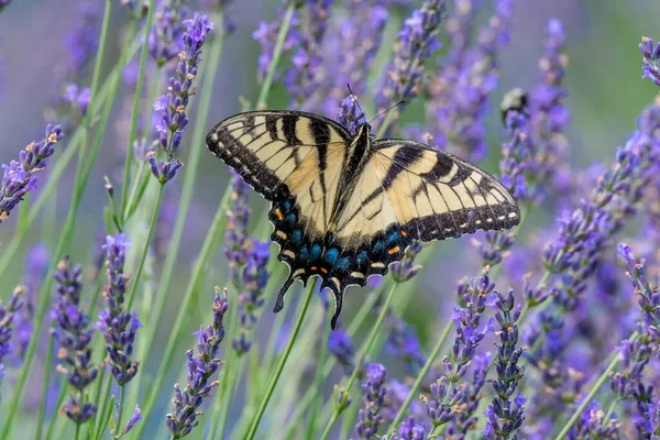 Close Van Een Canada Tijger Swallowtail Vlinder Bestuiving Een Lavendel Stockfoto