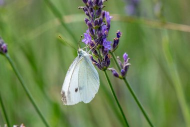 Küçük beyaz bir kelebeğin lavanta çiçeğini döllemesi - Michigan