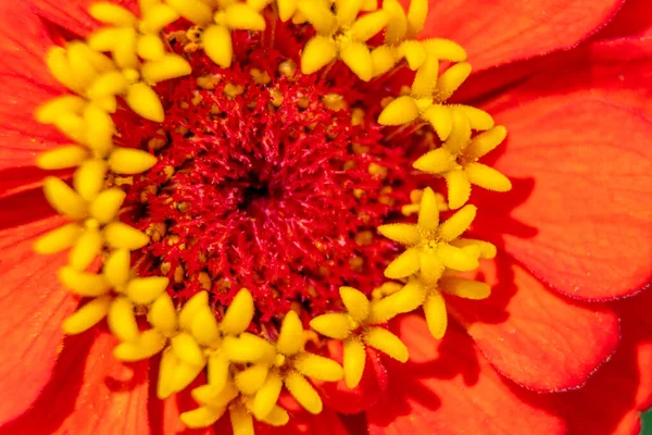 Closeup Bright Orange Zinnia Flower Michigan Usa — Stock Photo, Image