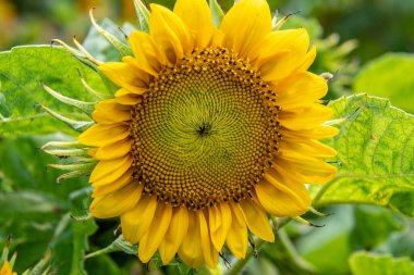 Bir ayçiçeğinin yakın çekimi - Michigan