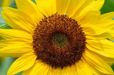 Bir ayçiçeğinin yakın çekimi - Michigan