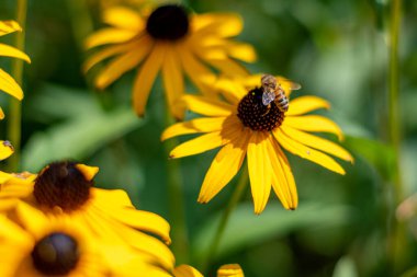 Michigan bahçesindeki parlak çiçek tarhı - Ann Arbor - Michigan - ABD