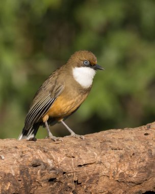 Beyaz boğazlı bir Laughingthrush (Pterorhinus albogularis), Hindistan 'ın Uttarakhand kentindeki Sattal ormanlarında bir ağaç kütüğüne tünemiştir..