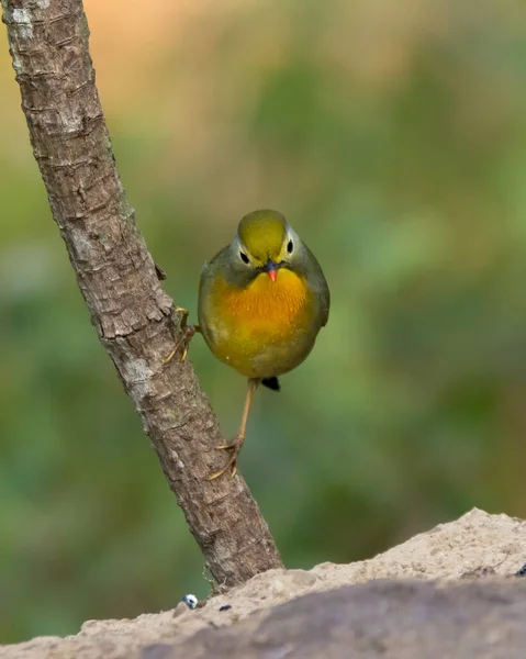 Cute Little Red Billed Leiothrix Leiothrix Lutea Perched Tree Branch — Stock Photo, Image