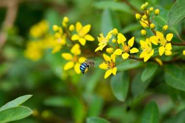 Meşgul bir Mavi bantlı arı (Amegilla cingulata), Hindistan 'ın Karnataka kentindeki Mangalore bahçesinde sarı çiçekler arasında vızıldar..