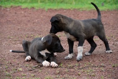 Bir çift melez köpek yavrusu ön bahçede oynaşıyor..
