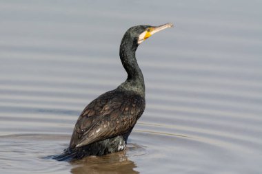 Bir Büyük Karabatak (Phalacrocorax carbo), sığ sularda yürüyen, Dubai 'deki Vahşi Yaşam Tapınağı Ras Al Khor, Birleşik Arap Emirlikleri.