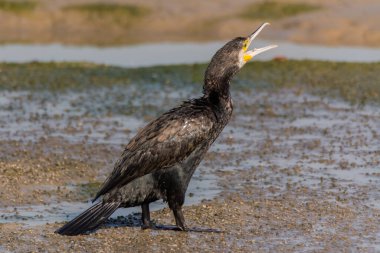 Büyük bir karabatak (Phalacrocorax carbo), Dubai, Birleşik Arap Emirlikleri 'ndeki Ras Al Khor Vahşi Yaşam Tapınağı' nda.