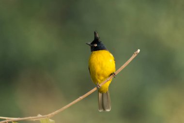 Kara ibikli Bulbul (Pycnonotus flaviventris), Hindistan 'ın Uttarakhand kentindeki Ramnagar ormanlarında bir levrek üzerinde..