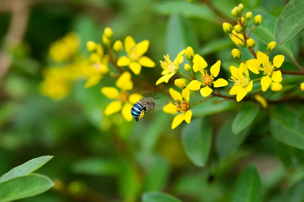 Busy Blue Banded Bee Amegilla Cingulata Buzzing Some Yellow Flowers — Stock Photo, Image