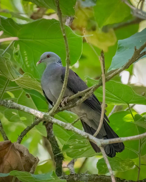 Beautiful Nilgiri Wood Pigeon Columba Elphinstonii Perched Branch Shade Forests — Stock Photo, Image