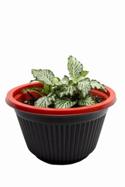 Küçük bir sinir bitkisi (Fittonia albivenis), bir kaseye yerleştirilir ve beyaz arka planda sergilenir..