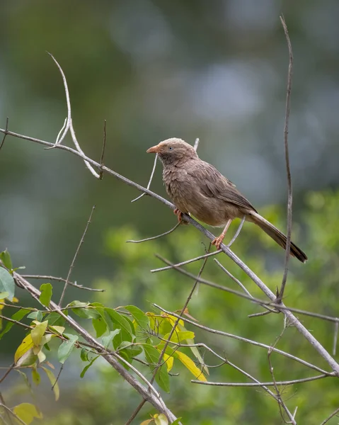 Sarı Gagalı Babbler Turdoides Affinis Vahşi Doğada Bir Dala Tünemiş — Stok fotoğraf