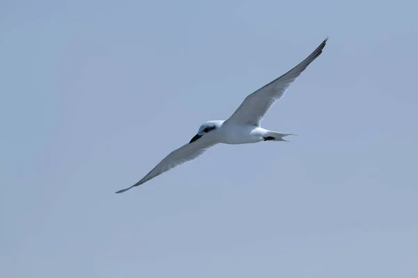 아름다운 갈매기 Tern Gelochelidon Nilotica 날면서 날개를 하늘을 배경으로 — 스톡 사진