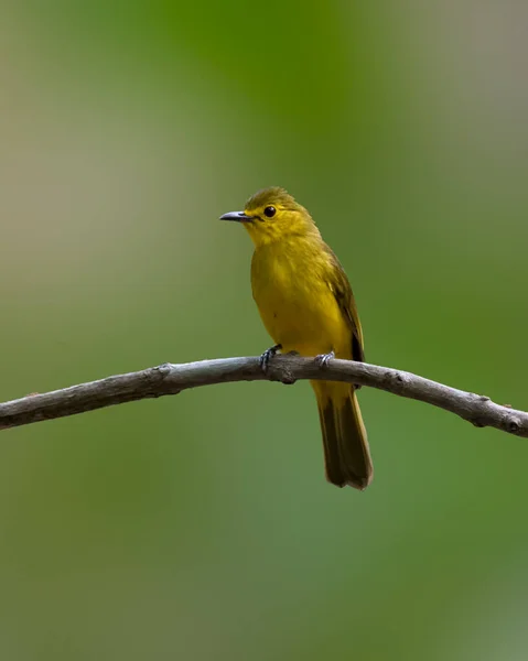 Güzel Sarı Kaşlı Bir Bulbul Acritillas Indica Vahşi Doğada Bir — Stok fotoğraf