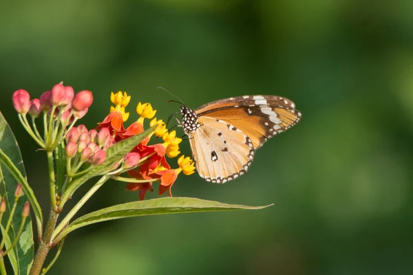 Beautiful Plain Tiger Danaus Chrysippus Butterfly Feeding Some Tiny Colourful — Stockfoto