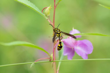 A beautiful Potter wasp (Phimenes flavopictus), resting on a plant in the garden.