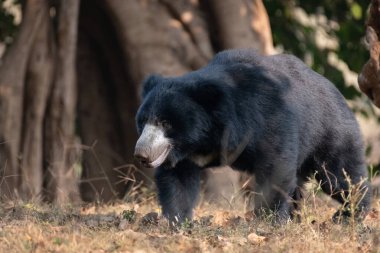 A large adult Sloth bear (Melursus ursinus), is walking about in the forests of the Ranthambore Tiger Reserve in Rajasthan, India.