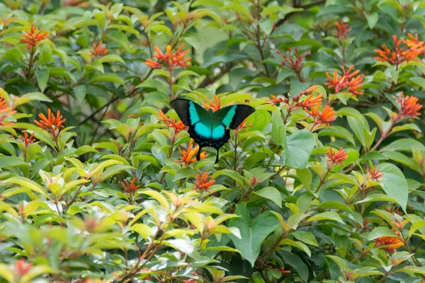 Beautiful Malabar Banded Peacock Papilio Buddha Butterfly Resting Some Orange — Fotografia de Stock