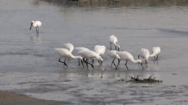 Avrasya Spoonbills (Platalea leucorodia) 'den oluşan büyük bir grup da lagünün sığ sularında yiyecek arayan yaygın kaşıkganlar olarak adlandırılır..