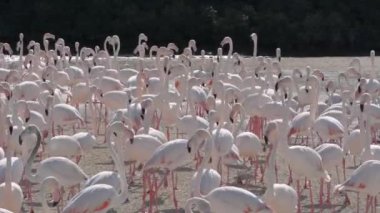 Büyük Flamingoların (Phoenicopterus roseus) göz kamaştırıcı bir görüntüsü, Dubai, Birleşik Arap Emirlikleri 'ndeki Ras Al Khor vahşi yaşam tapınağının bataklıklarında dolaşmaktadır..