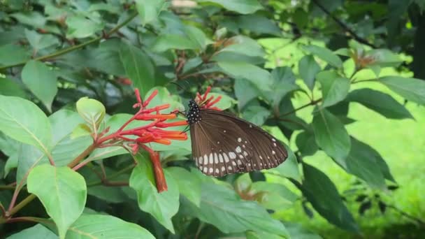 Beautiful Common Crow Butterfly Euploea Core Feeding Nectar Some Orange — Stock Video