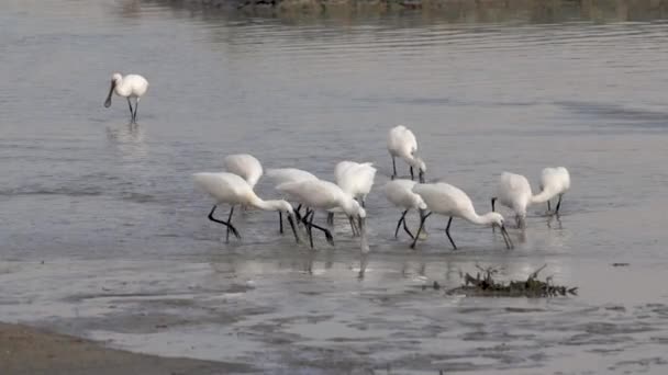 Большая Группа Евразийских Спуноклювов Platalea Leucorodia Называют Общими Спуноклювами Которые — стоковое видео