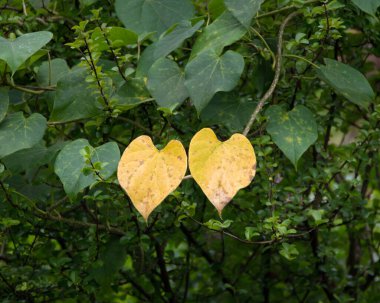 Seçici odak noktası, iki kalp şeklindeki yaprağın sarılaşıp birlikte yaşlanması ve aşkı sembolize etmesi..