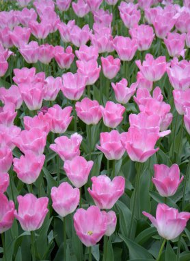 Keukenhof Bahçeleri 'nde çiçek açan pembe laleler, Avrupa Bahçesi olarak da bilinir. Hollanda 'nın Lisse belediyesindeki en büyük çiçek bahçelerinden biri..