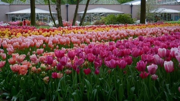 Красочные Тюльпаны Саду Кеукенхоф Известном Сад Европы Один Крупнейших Цветников — стоковое фото