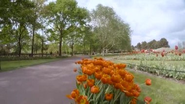Hollanda, Amsterdam 'da bir bahçede içi turuncu lale dolu bir tencereye yakın yürüyorum..