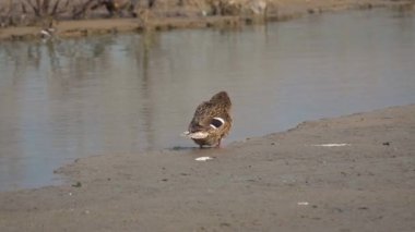 Güzel dişi Mallard Duck (Anas platyrhynchos), bir mangrov 'un kıyılarında durur ve kendini güzelleştirir..