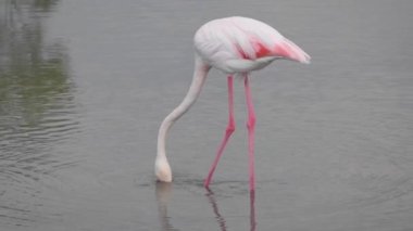 Bir mangrovun sığ sularında beslenen yalnız bir Büyük Flamingo 'nun (Phoenicopterus roseus) yakın çekimi.