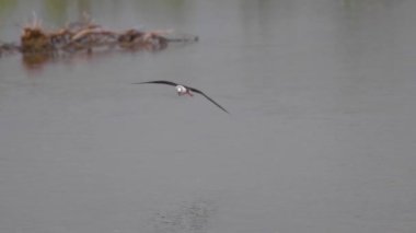 Kara kanatlı Stilt (Himantopus himantopus), suya iniş için geliyor..