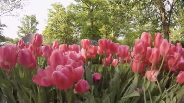 Séta Közel Egy Pot Tele Színes Tulipánok Széles Választéka Egy — Stock videók