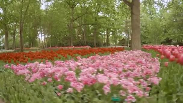 在荷兰阿姆斯特丹的花园里漫步 漫步在各种各样美丽的郁金香和其他开花植物中 — 图库视频影像