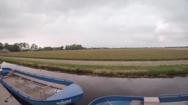 Vista Campo Tulipanes Cosechado Con Canal Botes Amarrados Amsterdam Países — Vídeo de stock