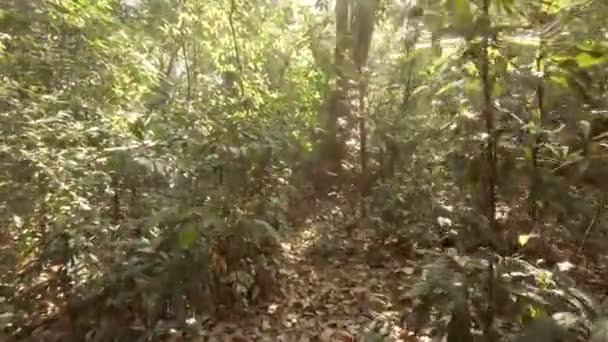 Yazın Ormanda Gündüz Yürüyüşü Güneş Işınları Sert Parlak Bir Şekilde — Stok video