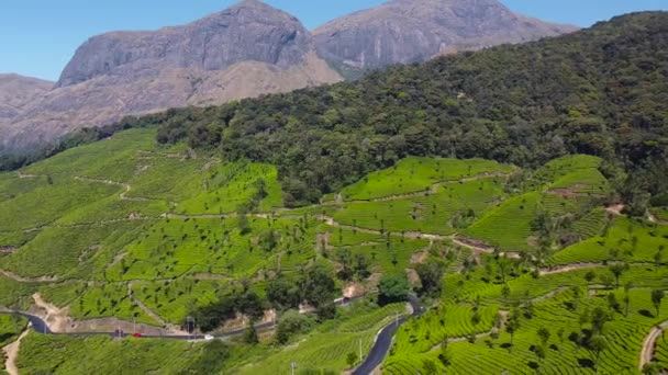 Voertuigen Rijden Lange Kronkelende Wegen Rond Weelderige Groene Thee Landgoederen — Stockvideo