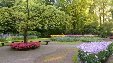 Etrafı yemyeşil yapraklarla çevrili ahşap banklar ve bahçedeki çok renkli güzel çiçekler..