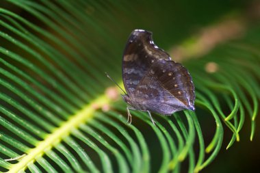 Çikolatalı Pansy (Junonia iphita) bahçedeki bir bitkinin üzerinde dinleniyor..