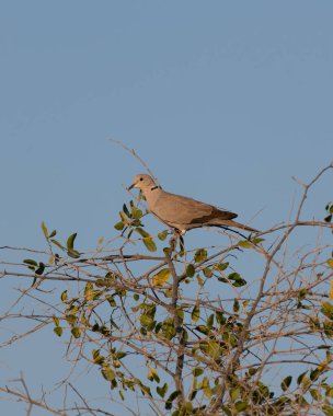Yalnız Avrasya Yakalı Güvercini (Streptopelia decaocto), vahşi doğadaki bir ağacın tepesine tünemiştir. Batan güneş ve arkadaki mavi gökyüzü çok güzel aydınlatıyor..